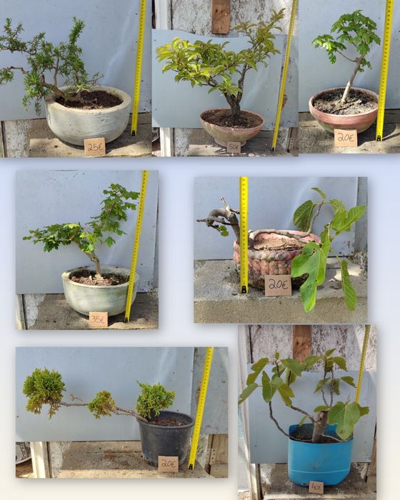 PROMOÇÃO Pré Bonsai ou árvores em vaso