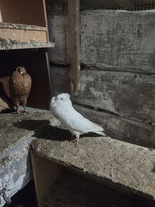 Garłacze górnośląskie koroniaste