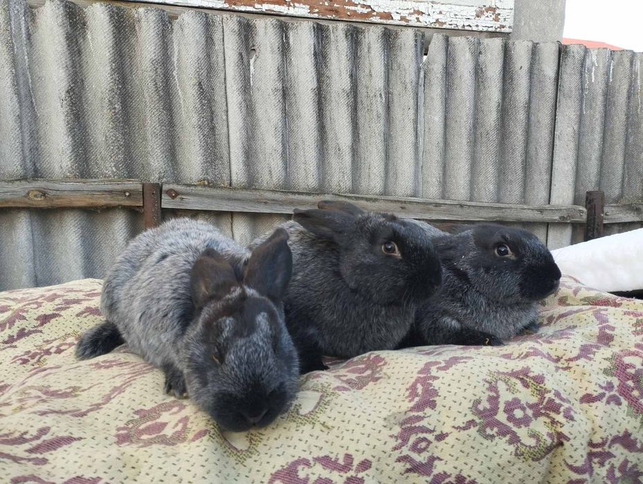 Кролі полтавське срібло