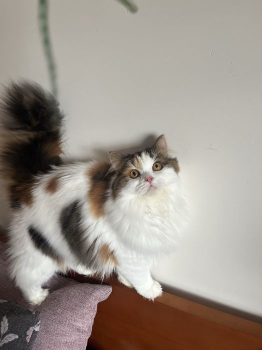 Fêmea Haighland straight/