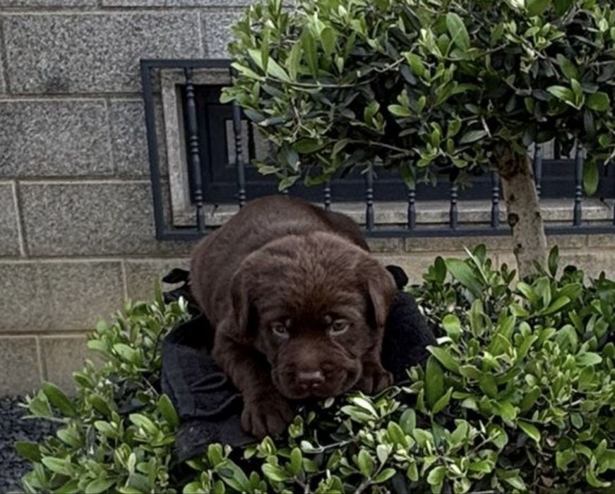Labrador retriever