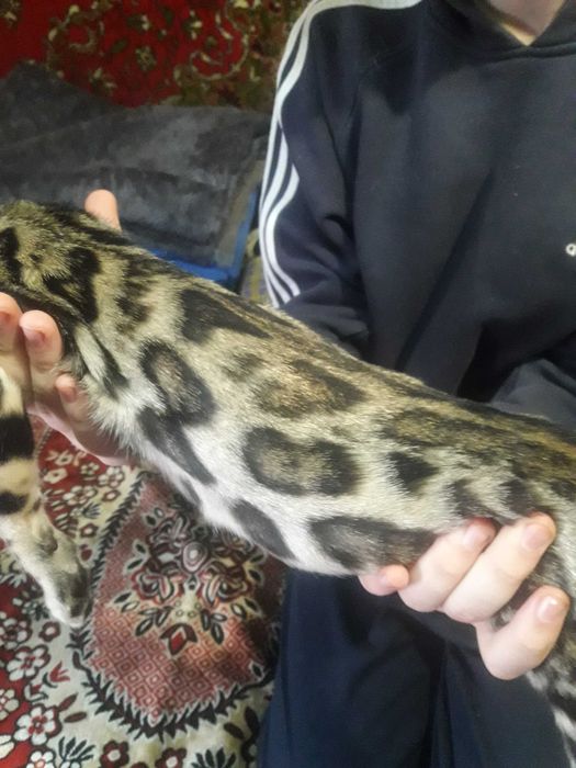 Котенята бенгали