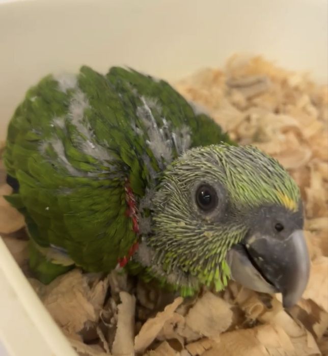 Papagaio auropaliata