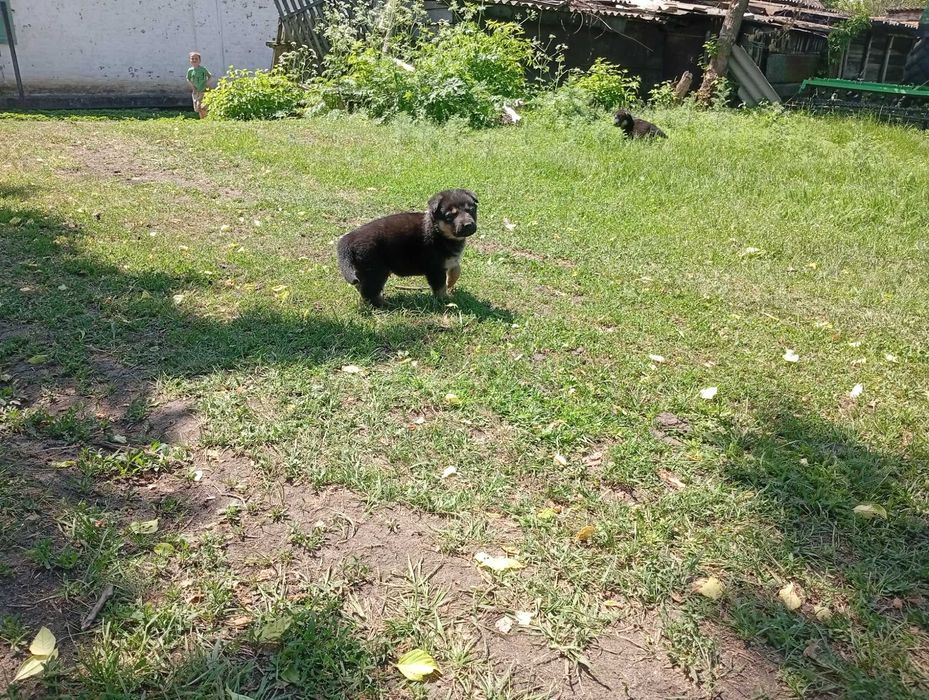 Цуценята німецькоївівчарки