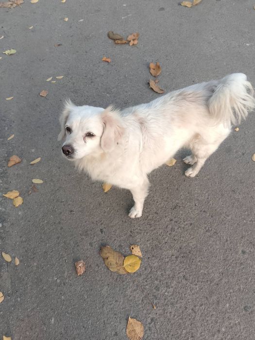 Найдена собака Космос