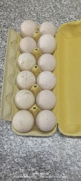 Ovos de perua galados