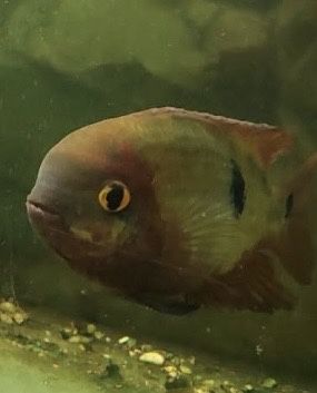 Para pielegnic szmaragdowych samica 25 samiec 30 cm