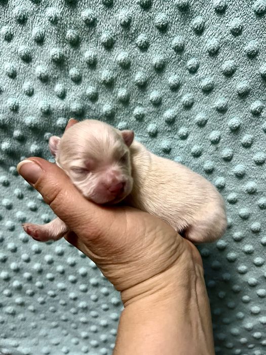 szpic miniaturowy  - do rezerwacji