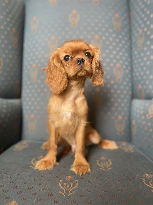 Cavalier king charles spaniel