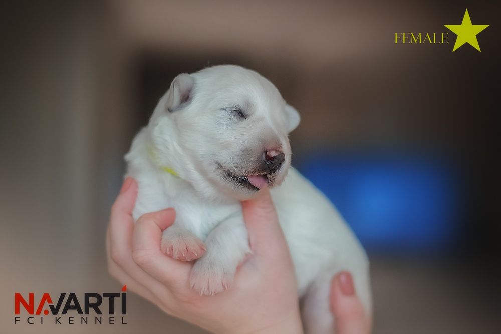 Дівчинка білої швейцарської вівчарки (БШВ/БШО) документи  КСУ-FCI