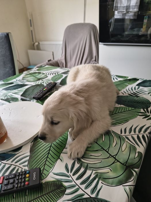 Golden Retriever szczeniak