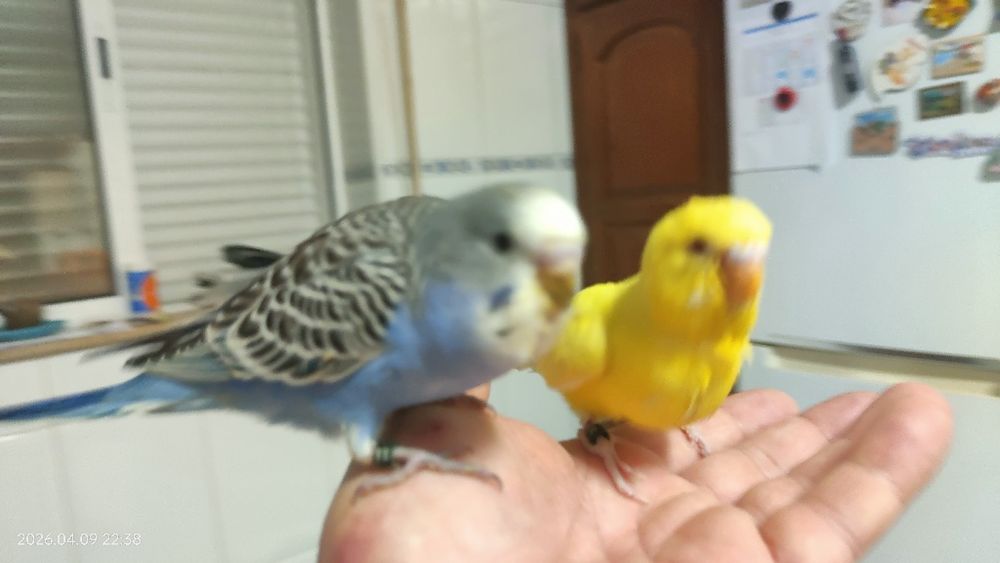 Periquitos domésticados