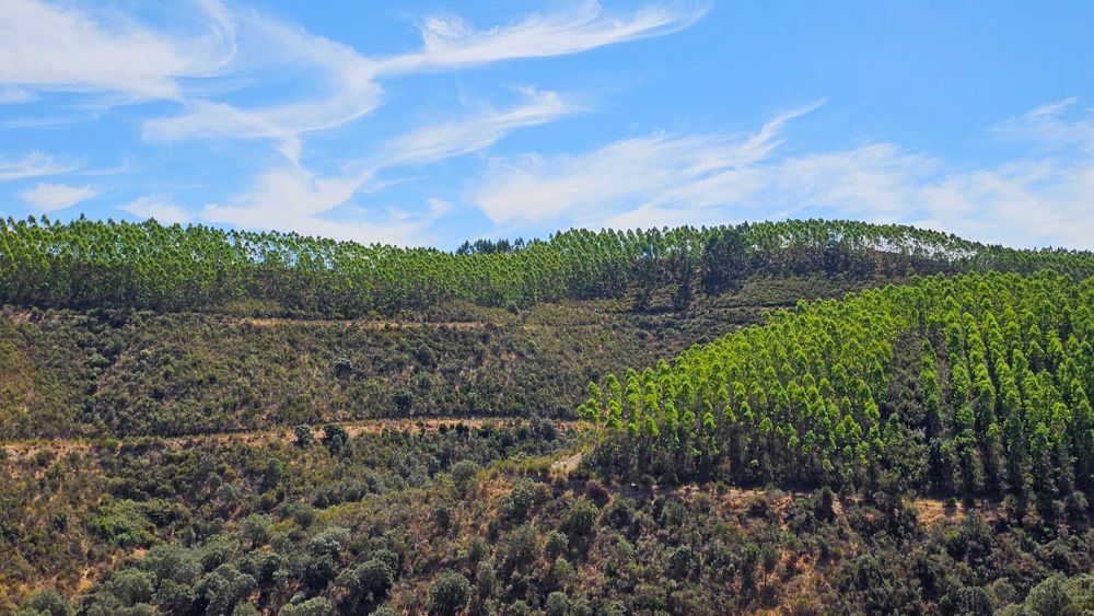 Terreno Rústico com 43 Hectares em Nisa, Portalegre