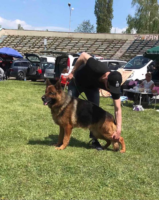 Предлагаю кобеля немецкой овчарки для вязок V Zohan vom Haus Tchorz