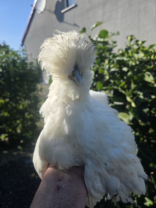 Kury silki kury rose kury araukany naturalne ekologiczne pisklaki