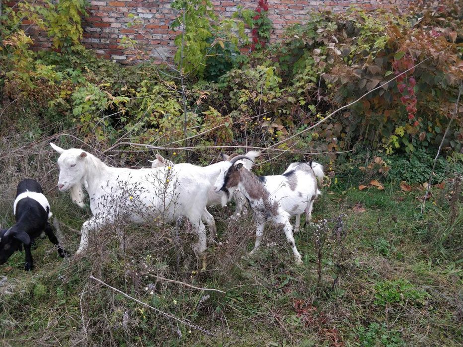 Продаються кози.