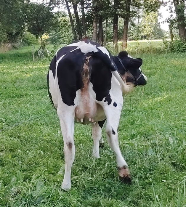 Sprzedam jałówkę wysokocielną