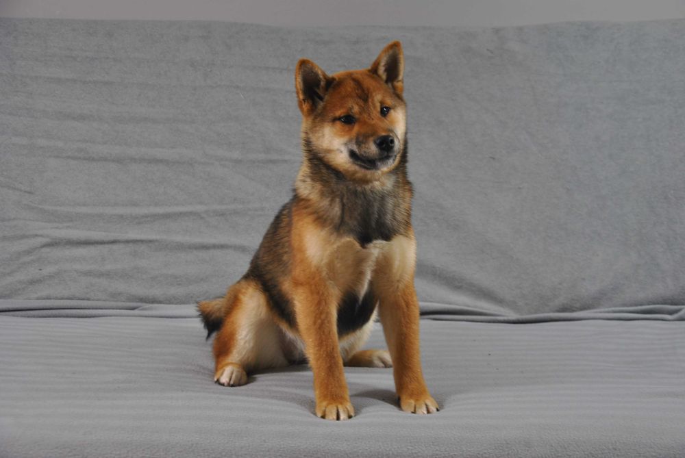 Shiba inu umaszczenie sezamowe