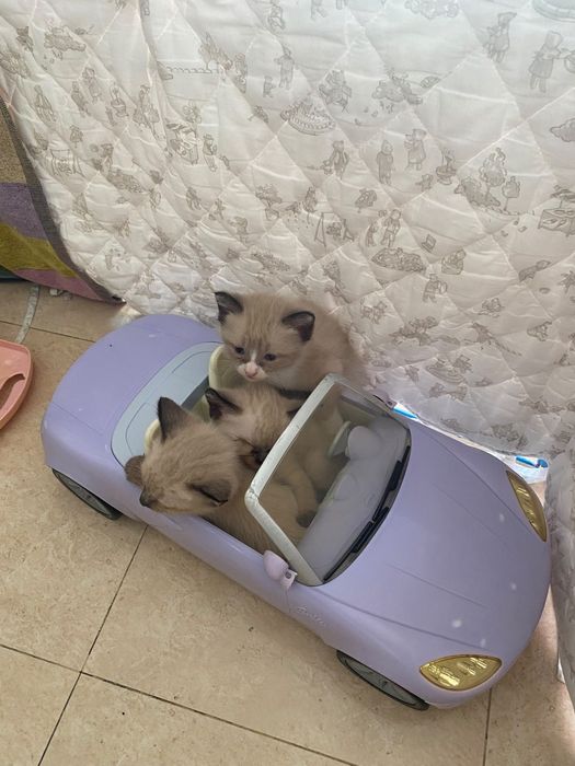 Dou 1 gatinho e 3 gatinhas siameses com 1 mês e meio