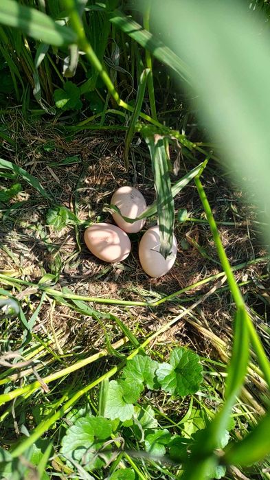 Kurki Nioski Gotowe do Produkcji Jaj – Odbiór Osobisty lub Transport