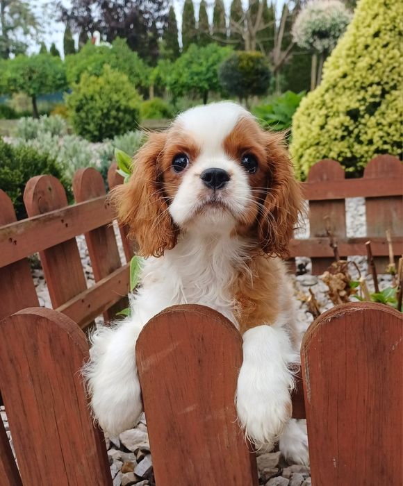 Cavalier King Charles Spaniel