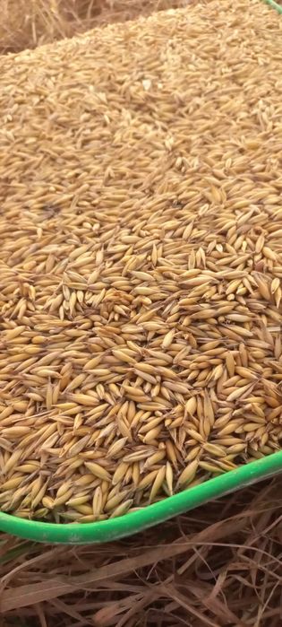 Sprzedam owies z 2025r.