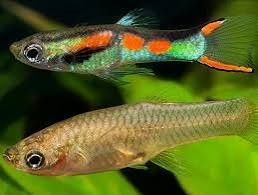 Oddam gupiki endlera