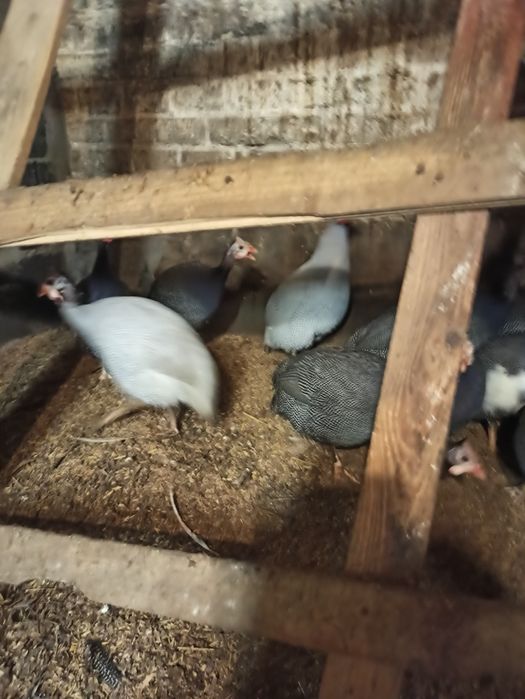 Perliczki samice i samce