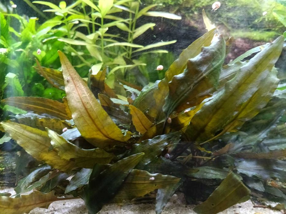 Rośliny Akwariowe i drobne zwierzątka