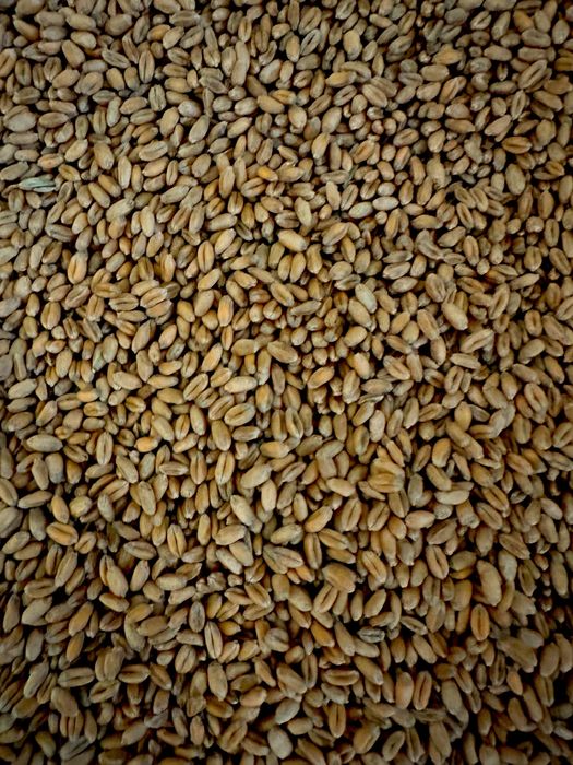 Pszenica ozima 2026 big bag, worki 30, 50kg