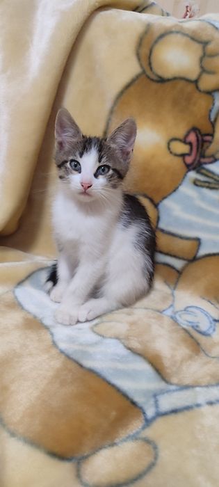 Віддам двох кошенят в добрі руки