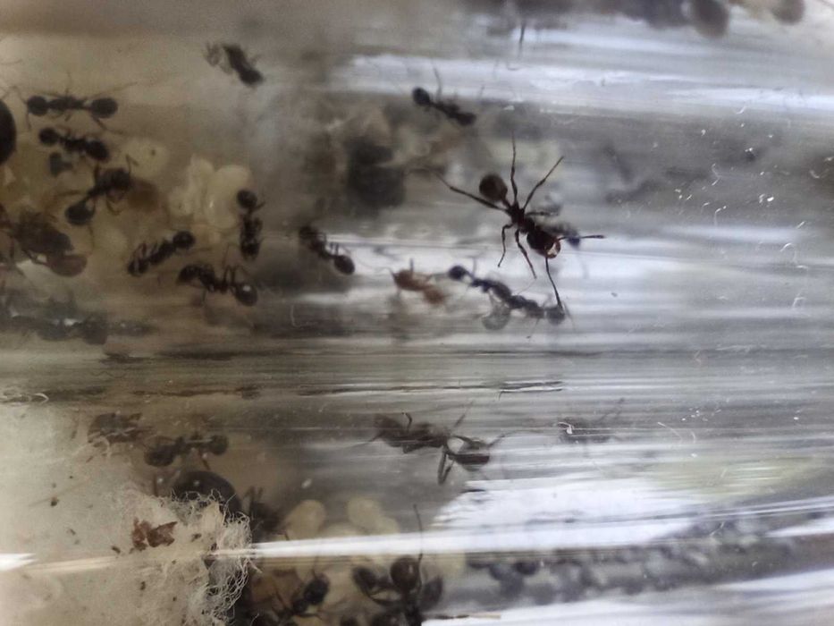 Мурахи  Messor structor, женці. Муравьи жнецы, мессор структор.