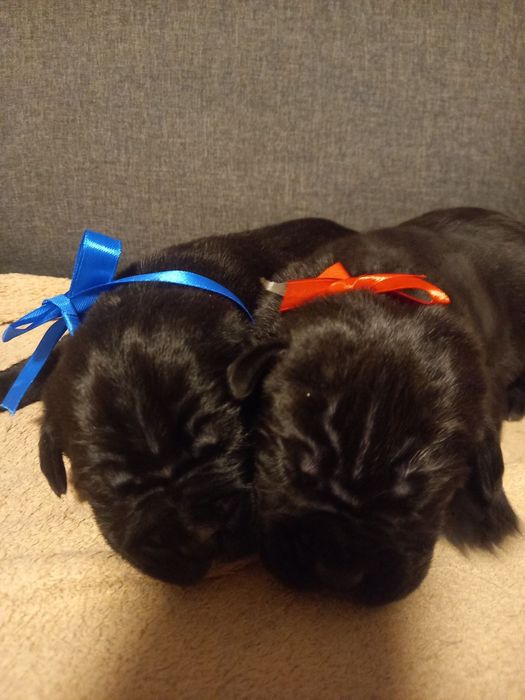 Щенки Кане-корсо