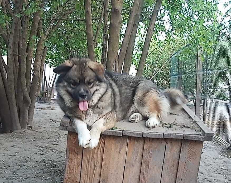 Пушистый мальчик в добрые руки