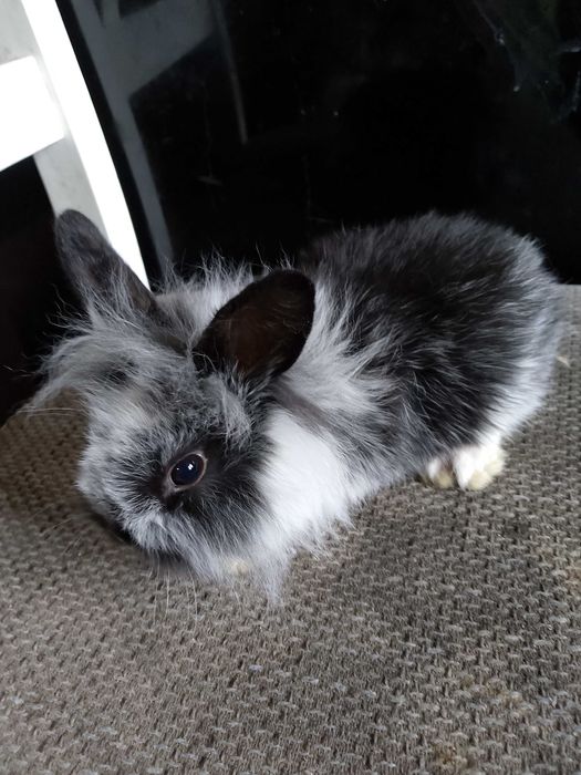 Króliczki miniaturki