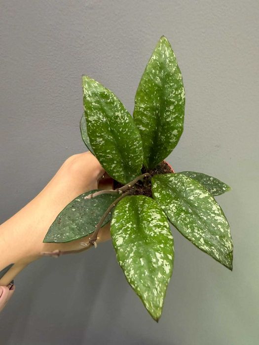 Hoya Rundumensis Splash Hoja 6 cm doniczka