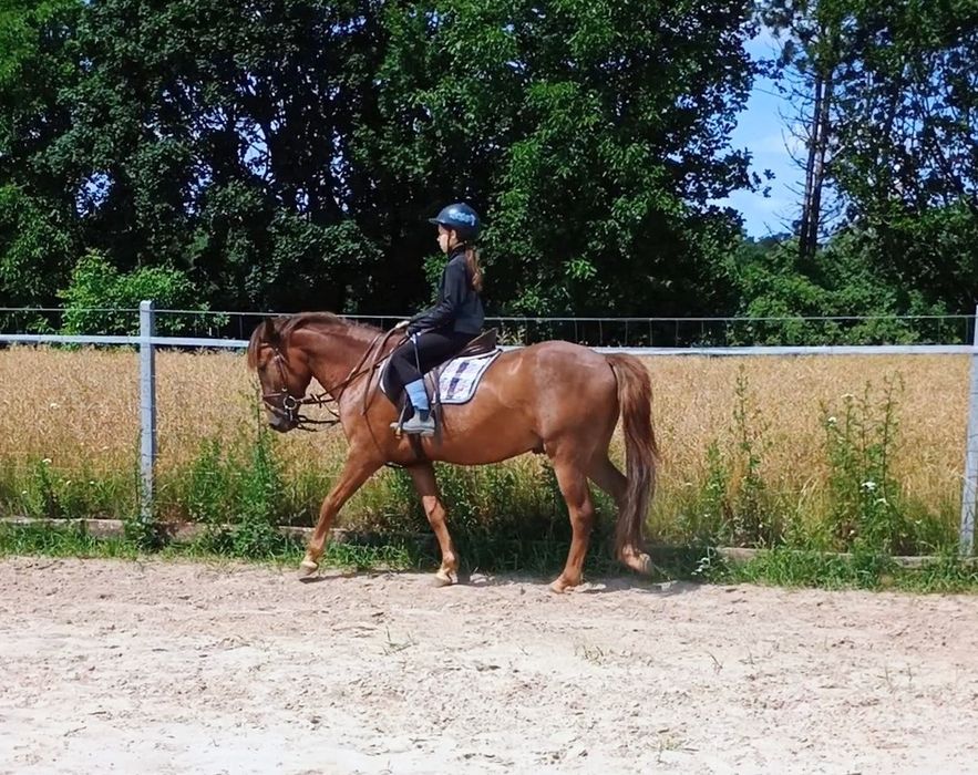 Wałach cztery lata 147cm