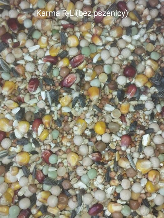 Karma dla gołębi Radpol.