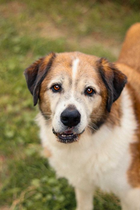 Pies do adopcji- Bernie