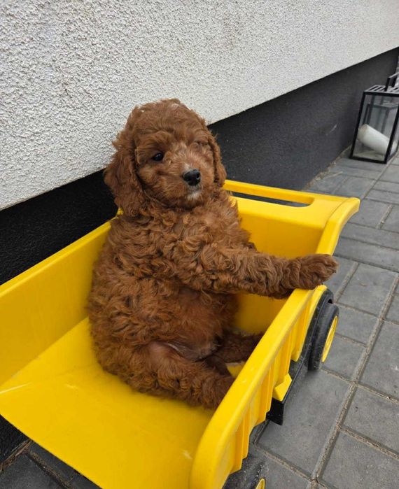 śliczne i wspaniałe cavapoo red f1b