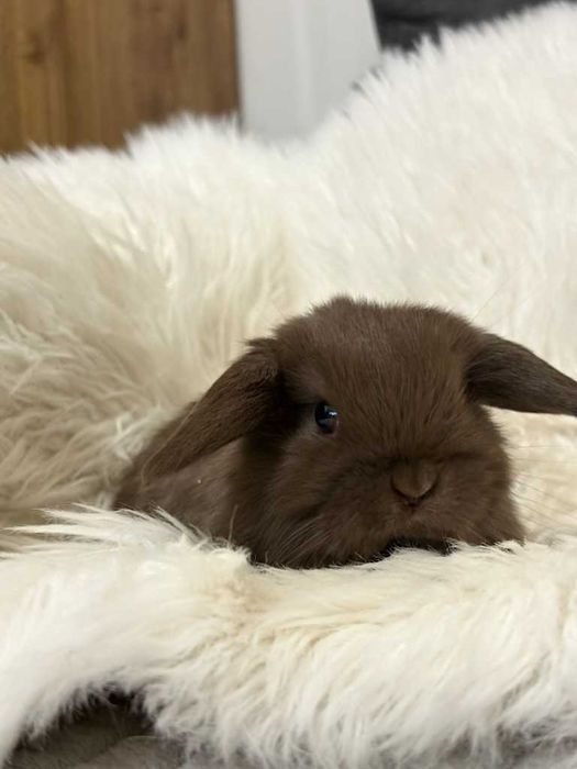 Króliki baranek miniaturka karzełek mini lop