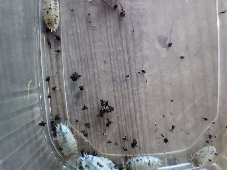 Isopody Porcellio laevis dairy cow krówki