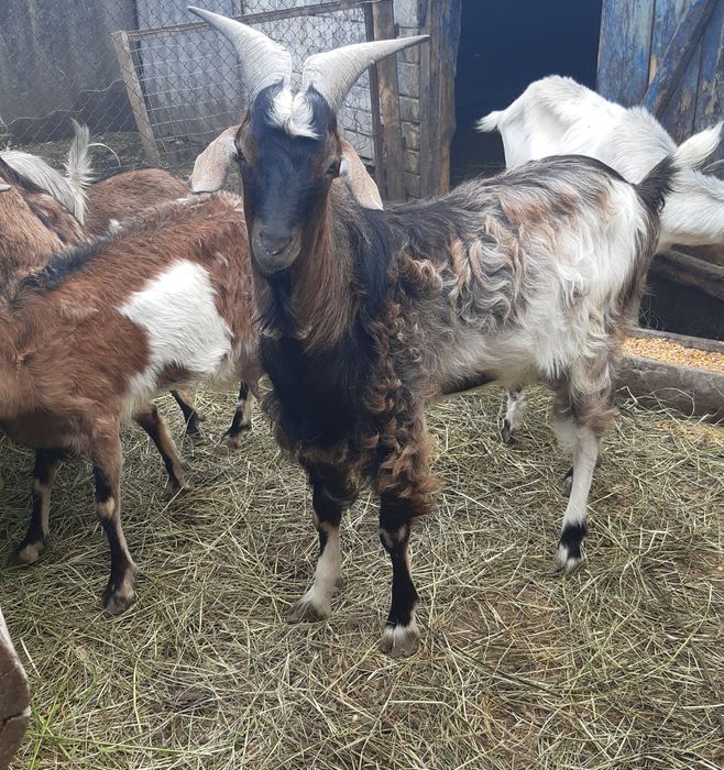 Продам  кіз  не дорого