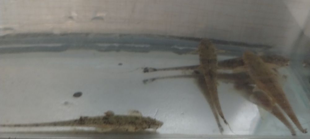 Loricaria parva- piękne duże