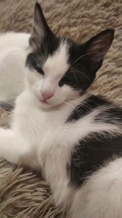 Віддам кошенят в хороші руки