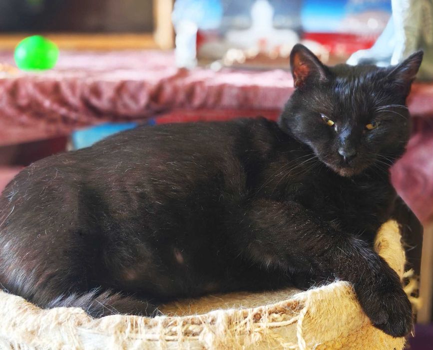 Ласкавий, ніжний котик Матюша чорного окрасу (2 роки). Кастров. Кот