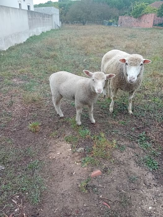Borrega para venda