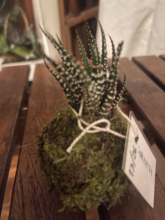 Kokadamas plantas naturais