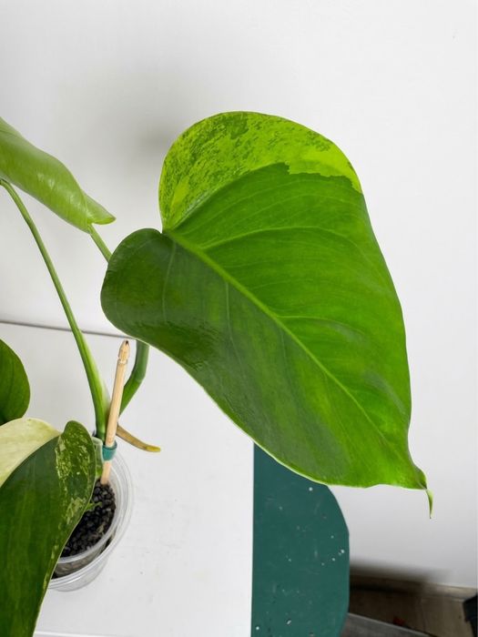 Monstera marmorata