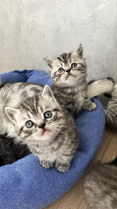 Котята Скоттиш-страйт